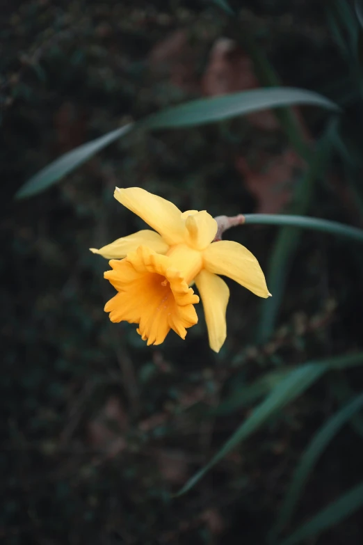 yellow daffodil with green foliage in the background