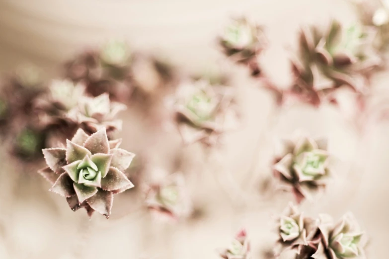 small flowers, such as succulents on display, are arranged in an array