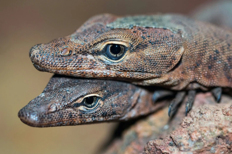 a lizard that is sitting down next to another lizard