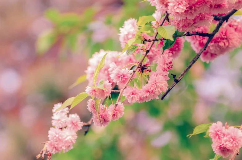 the pink flowers are blooming near the leaves