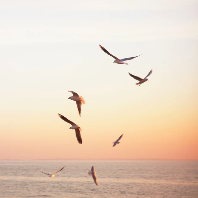 a flock of seagulls flying above the ocean