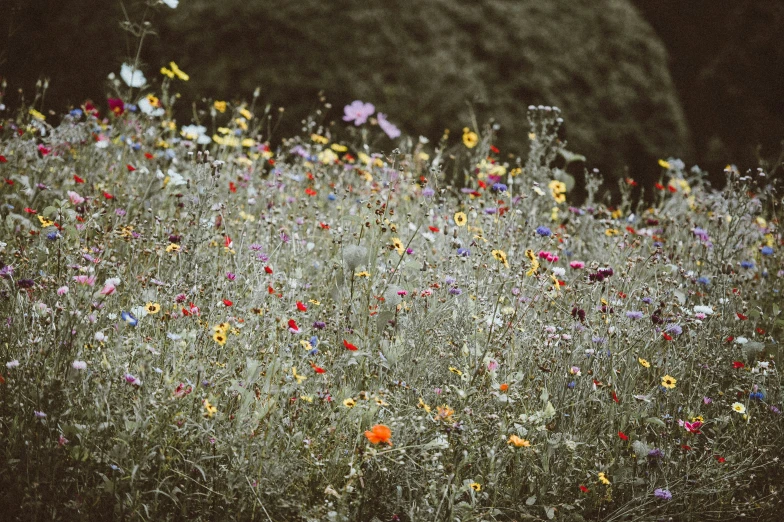 a very colorful field full of lots of flowers