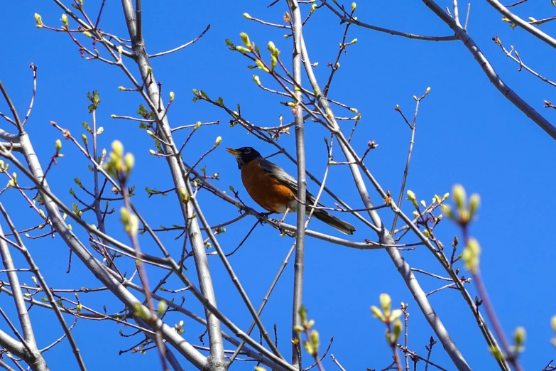 an orange and blue bird is on a tree nch