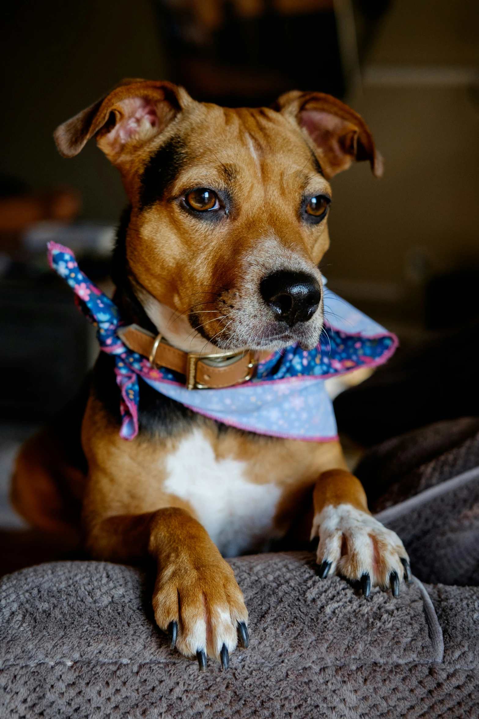 a close up of a dog with a bandana on