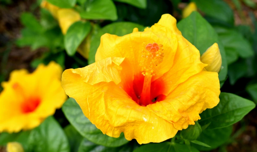 a yellow flower with red stamen near some green leaves