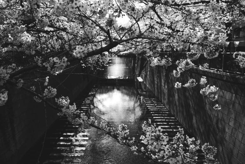 trees with white flowers line the riverbank and trees with red and white blossom in bloom