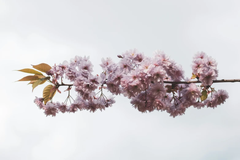 the nch of a tree is in full blossom