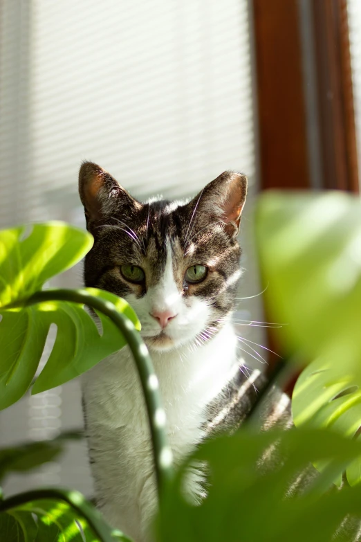 a cat is sitting down beside a plant