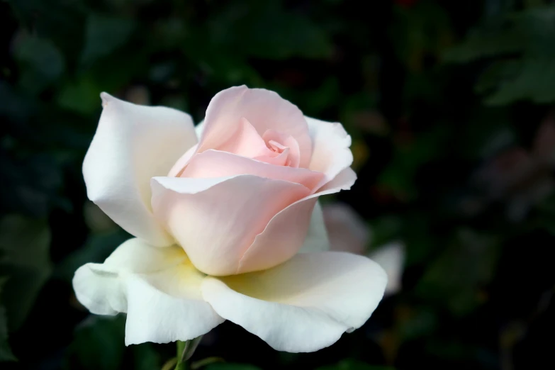 a pink and white rose is in full bloom