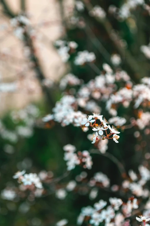 a large bush with a lot of white flowers on it