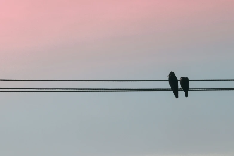 two birds sitting on top of electric wires