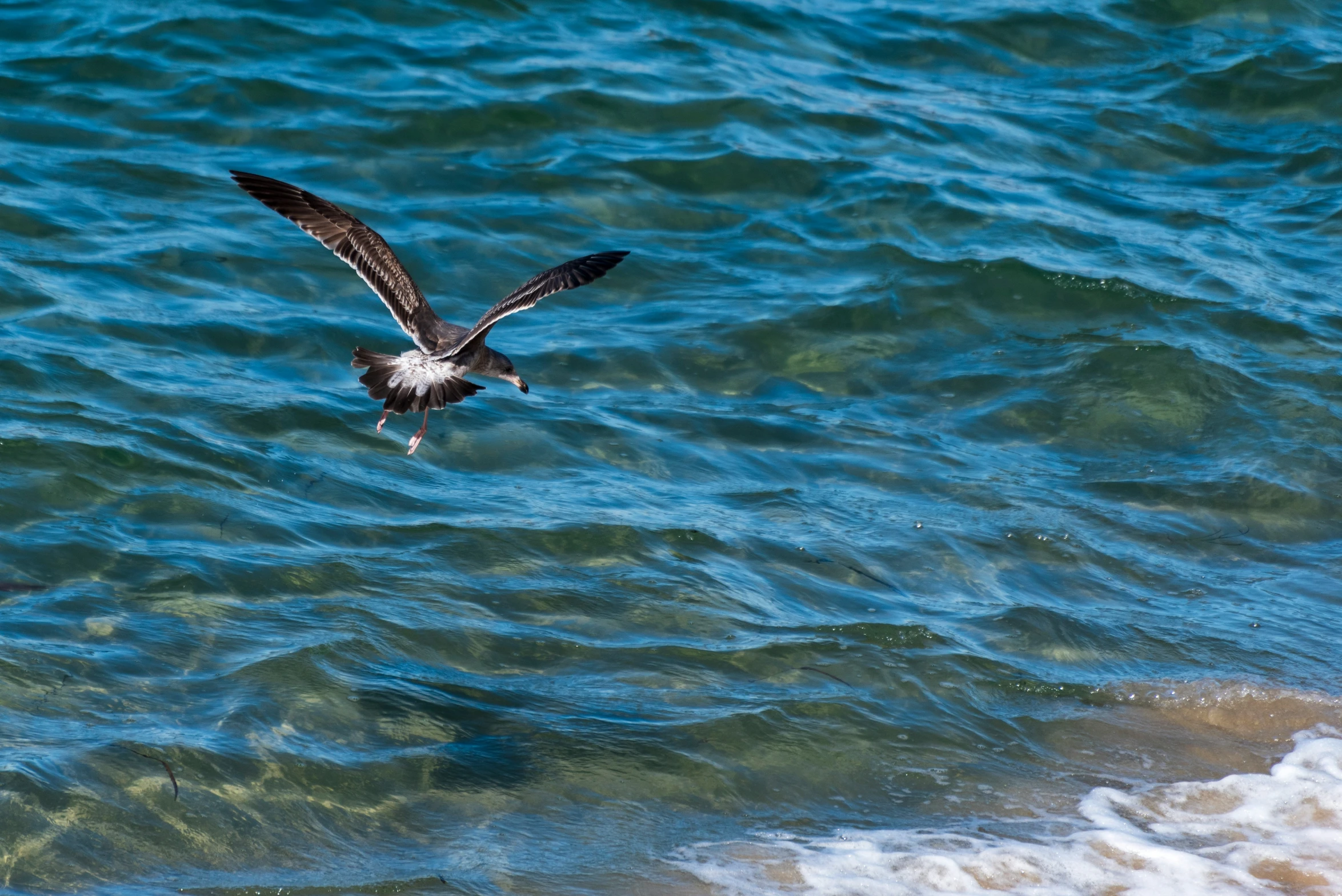 a bird flying over the water of a body of water