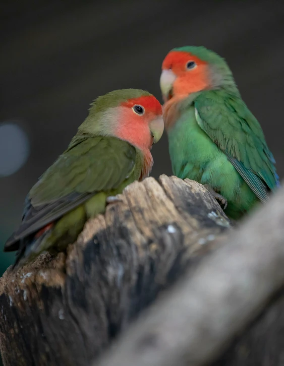 two multicolored parrots sitting on top of a wooden trunk