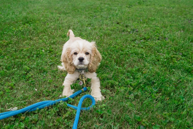 a puppy with a leash standing in the grass