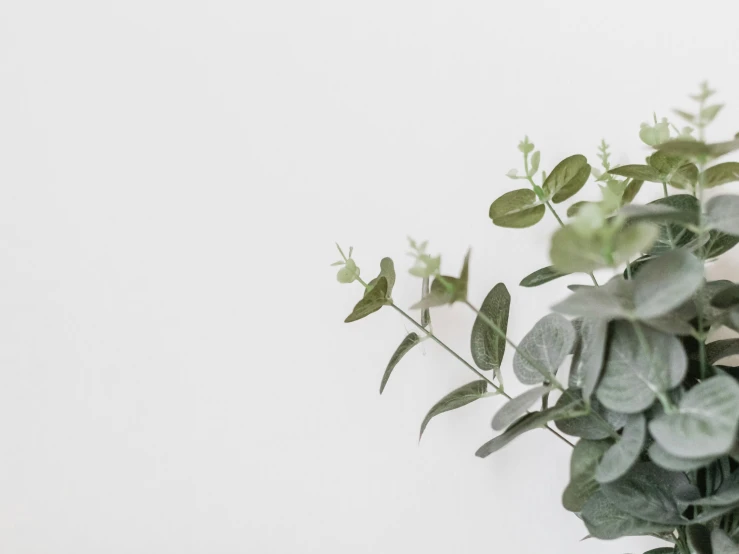 a plant that is sitting in a vase on a white wall