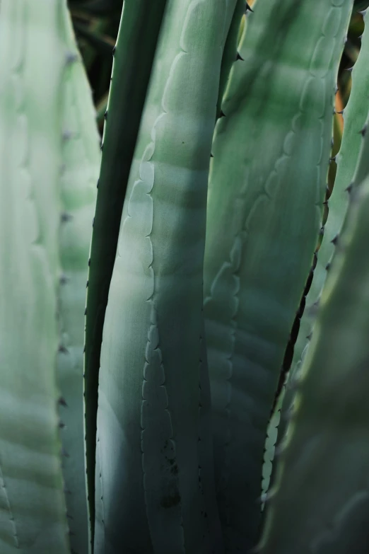 the large plants are green in color