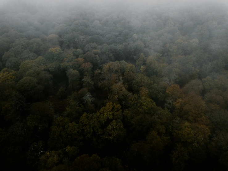 a po taken from above looking down at a lush green forest in the fog