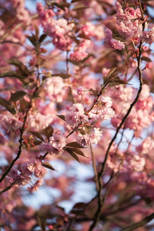 a flowering tree with lots of pink flowers