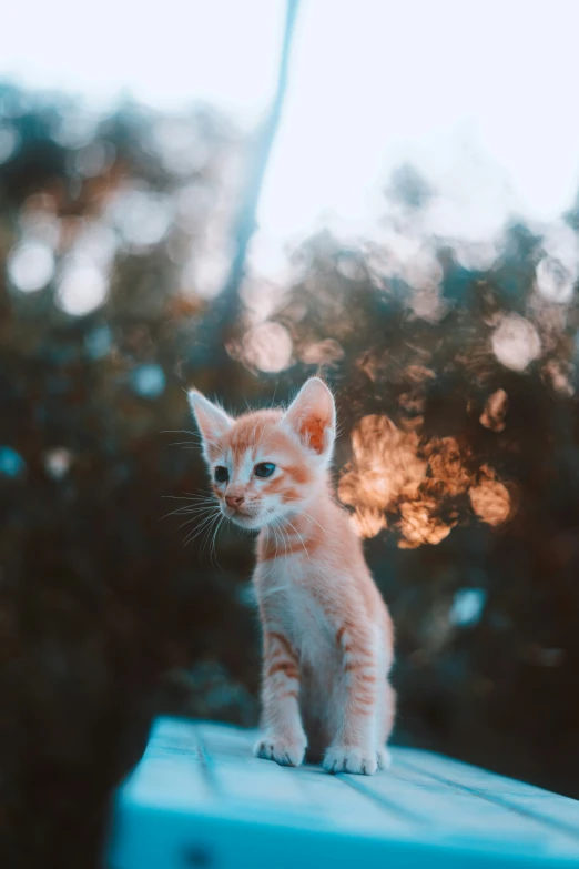 a small kitten on a roof top looking off into the distance