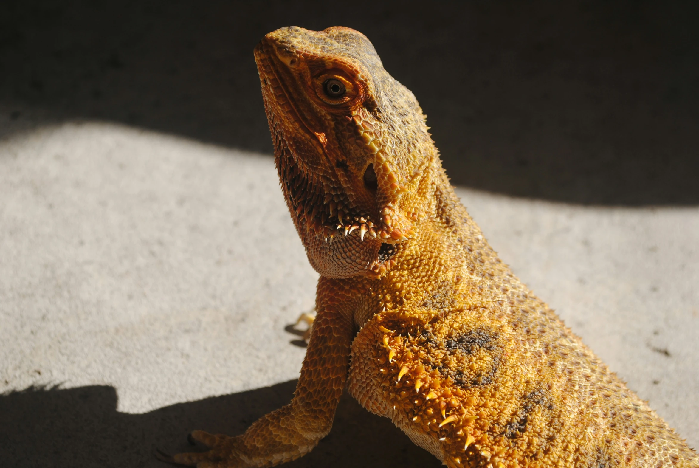 the lizard has very large eyes and brown fur