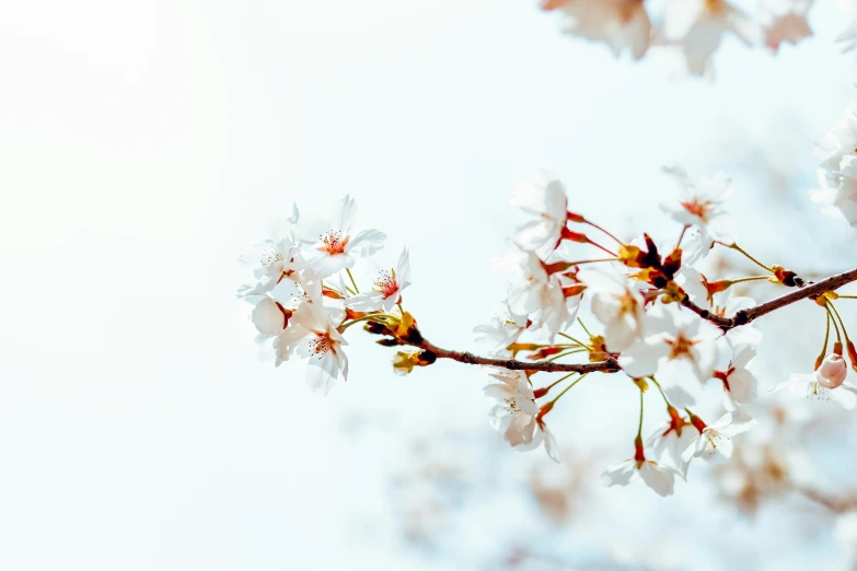 closeup of flower on tree nch against blue sky