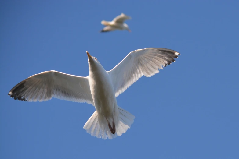 two birds flying in the air, one is a white one