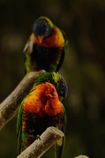 two colorful birds standing together on a tree nch