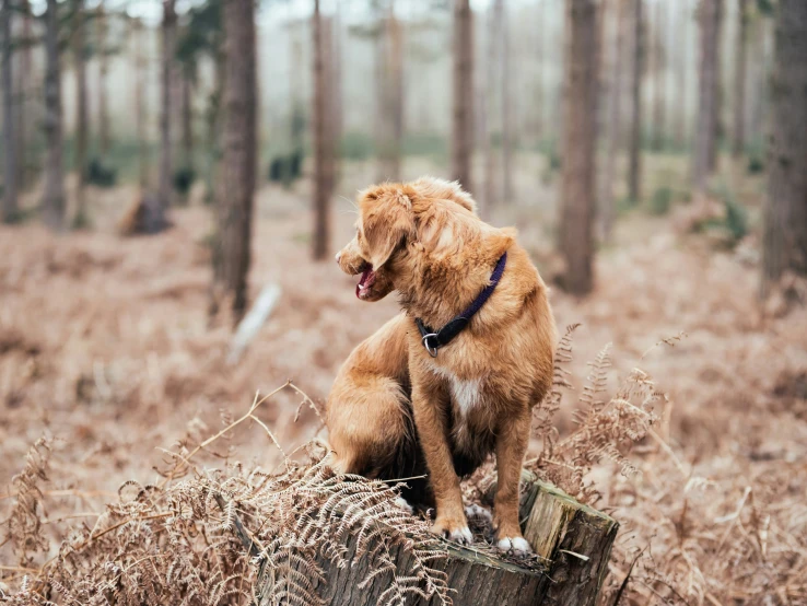 a brown dog sitting on top of a tree stump