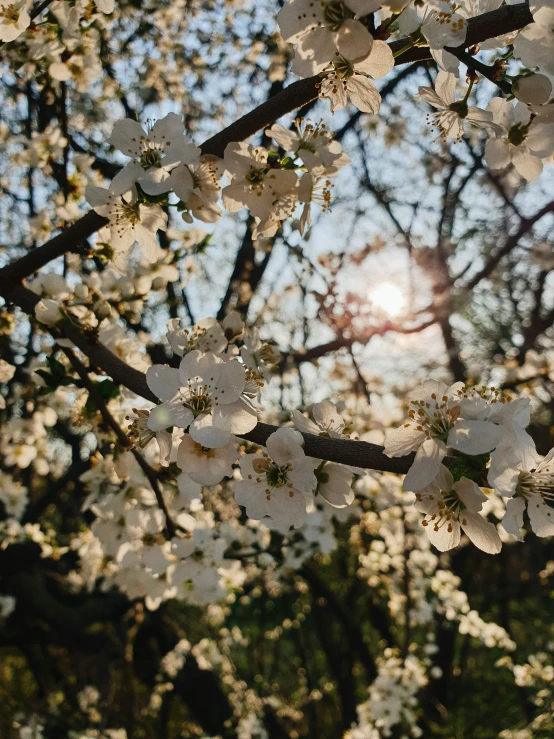 a cherry tree has white flowers and a lot of nches