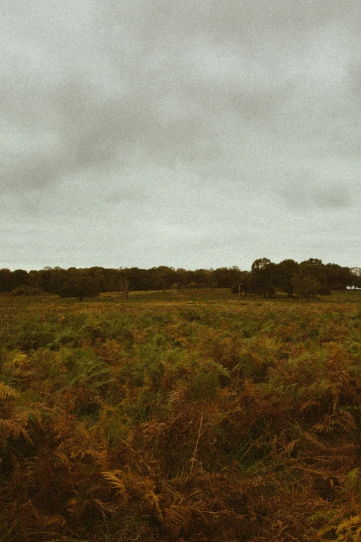 two people flying an airplane over a field of grass