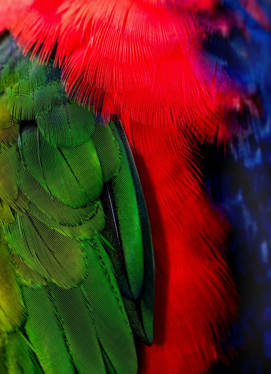 a colorful parrot with very red and green feathers