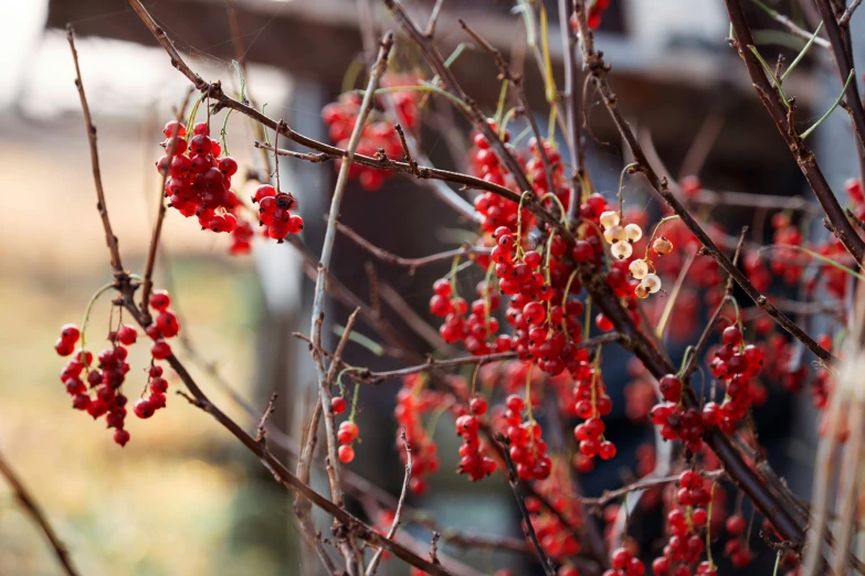 the red berries are hanging on the tree