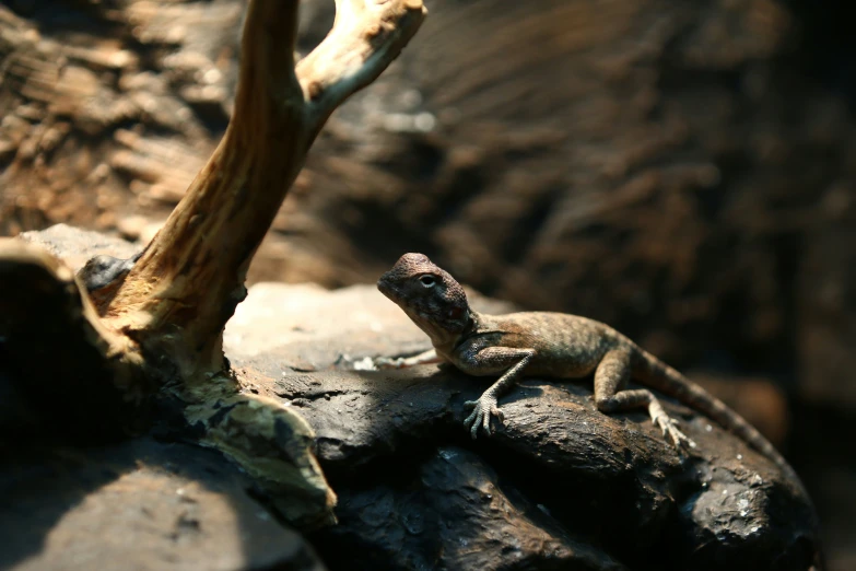 a lizard sits on a rock in a zoo