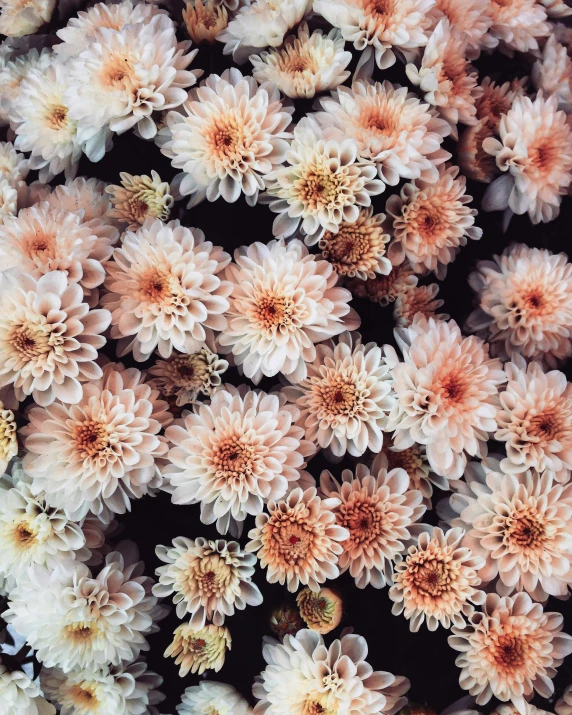 a bunch of flowers that are pink and white