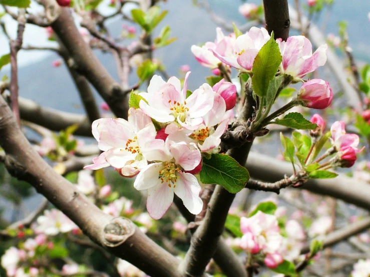 the blossoming tree nch has pink flowers