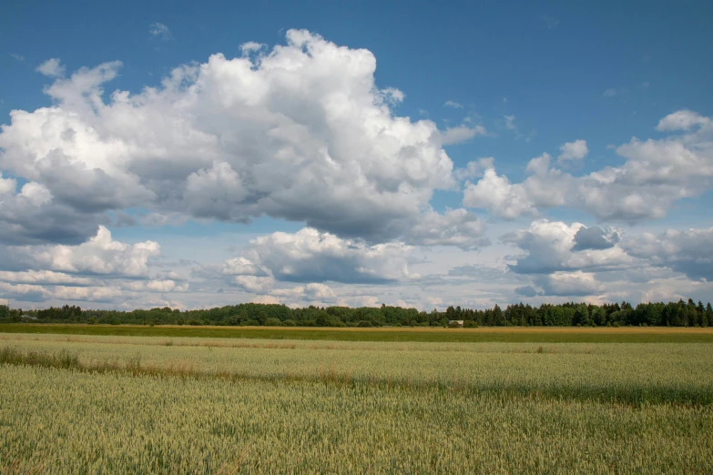 a vast field with a few trees on both sides