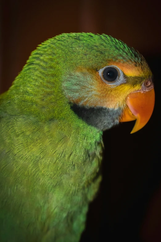 a close up of a green and orange parrot