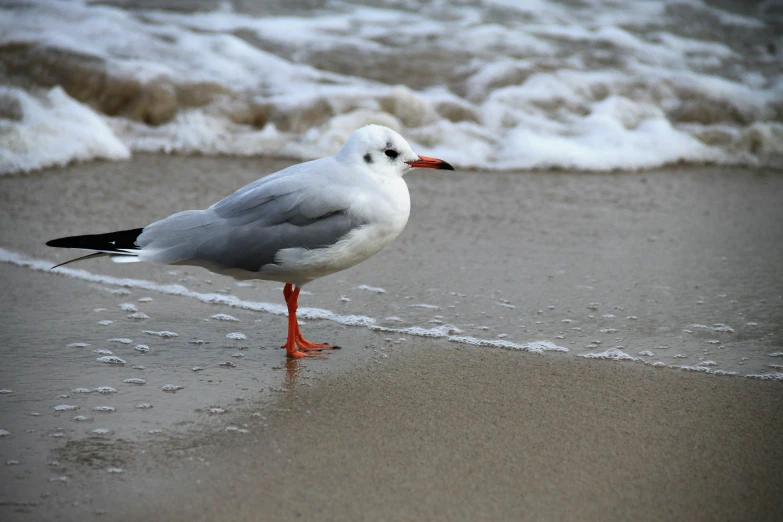 a small bird that is on some sand