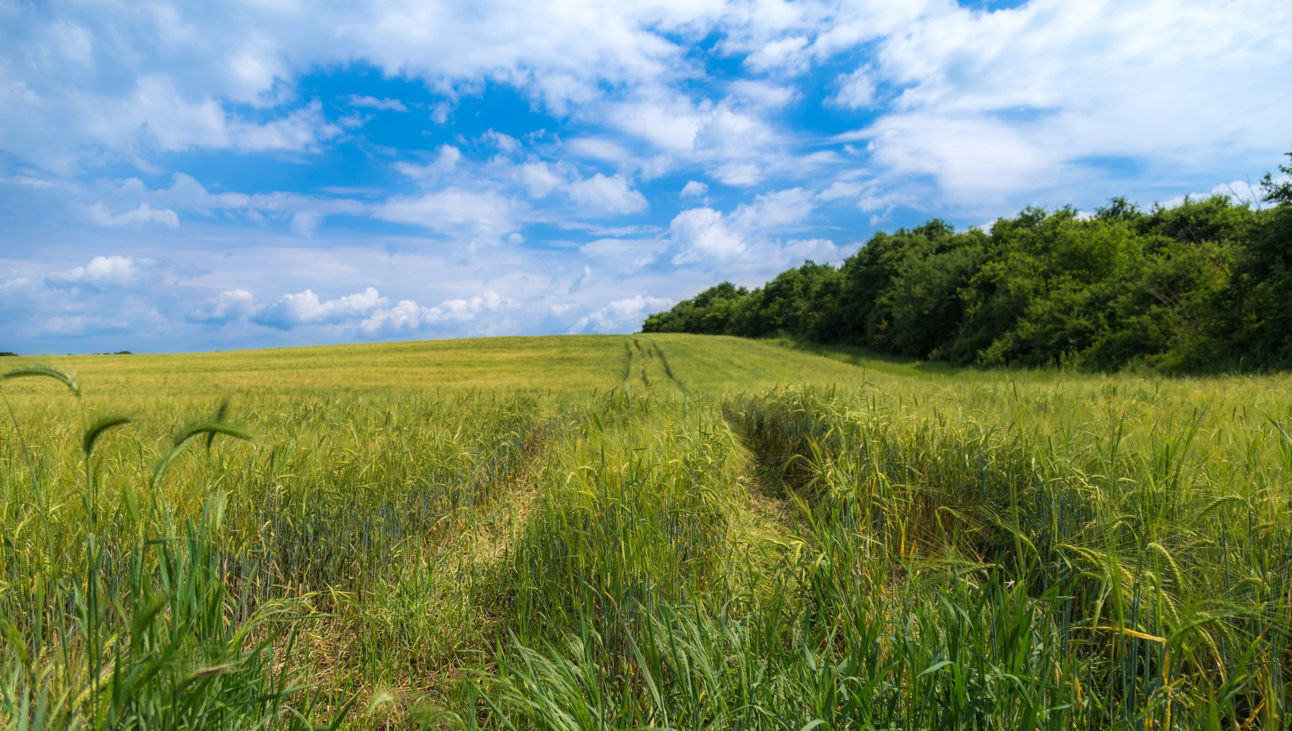 a path is running through an open field