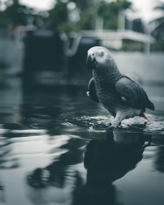 a bird perched on a rock in the water