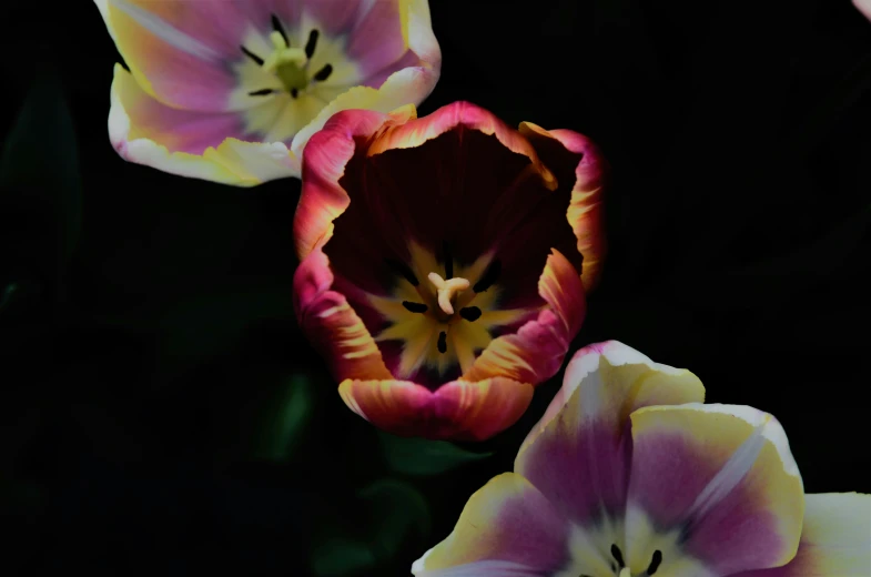 three pink and yellow flowers sit in a vase