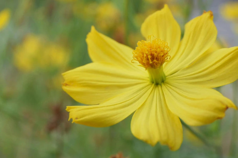 a yellow flower is blooming in the midst of other flowers