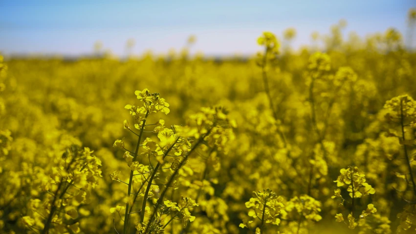 a very pretty yellow flower field with blue skies in the background