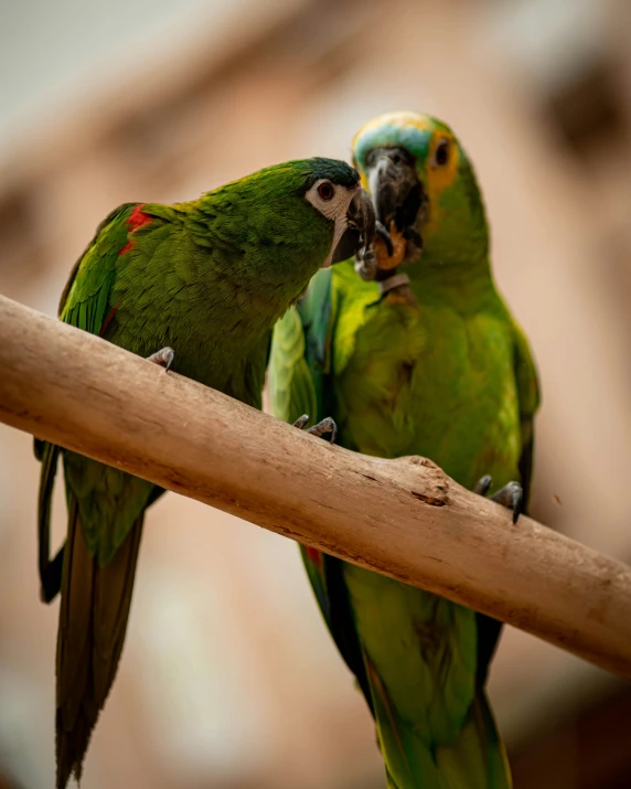 a couple of green parrots sitting on top of a wooden nch