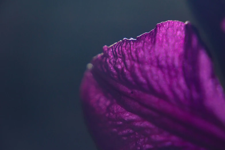 the bright purple flower has petals on it