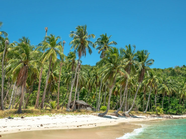 a beach with palm trees lining the shore