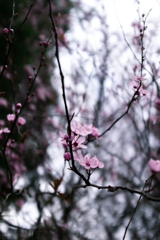 a nch with pink flowers, with tree nches and foliage in the background