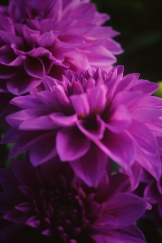 several large purple flowers are close to one another