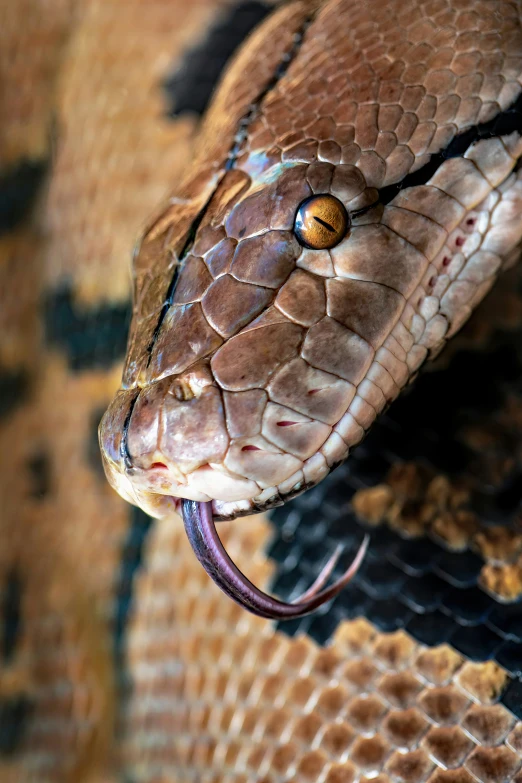 a close up picture of the eye of a large snake