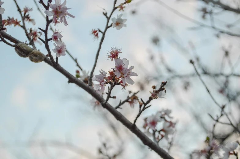 pink flowers are seen in bloom on the top nch